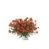 Letničky Portulaka Mega Pazzaz Orange(4)
