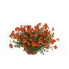 Letničky Portulaka Mega Pazzaz Orange(3)