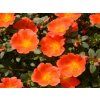 Letničky Portulaka Mega Pazzaz Orange(1)