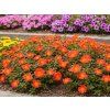 Letničky Portulaka Mega Pazzaz Orange(5)