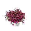 Letničky Portulaka Mega Pazzaz Purple(3)