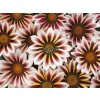 Semená Gazania(5)