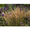 Okrasné trávy Smlz ostrokvetý Karl Foerster(2)