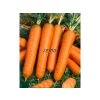 Semená Mrkva(15)