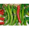 Semená Paprika baraní roh(2)