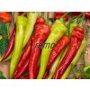 Semená Paprika baraní roh(5)