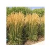 Okrasné trávy Smlz ostrokvetý Karl Foerster(4)