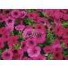 Semená Petúnia Surfínia(2)