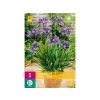 Cibuľoviny Agapanthus(1)