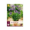 Cibuľoviny Agapanthus(2)