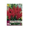 Cibuľoviny Astilbe