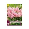 Cibuľoviny Astilbe(1)