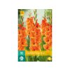 Cibuľoviny Gladiola(5)