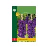Cibuľoviny Gladiola(6)