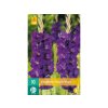 Cibuľoviny Gladiola(7)