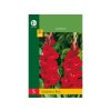 Cibuľoviny Gladiola(8)
