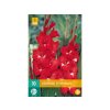 Cibuľoviny Gladiola(9)