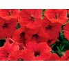 Letničky Petúnia Surfinia Deep Red