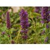 Agastache Blue Boa (2)