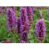 Agastache Blue Boa (1)