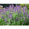Agastache Blue Boa