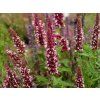 Agastache Beelicious Pink (4)