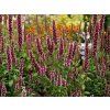 Agastache Beelicious Pink (3)