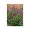 Agastache Beelicious Pink (2)