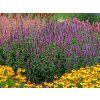 Agastache Beelicious Pink (1)