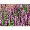 Agastache Beelicious Pink