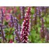 Agastache Beelicious Pink (5)