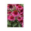 Echinacea purpurová Delicious Candy (8)