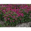 Echinacea purpurová Delicious Candy (7)