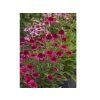 Echinacea purpurová Delicious Candy (5)