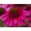 Echinacea purpurová Delicious Candy (4)