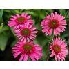Echinacea purpurová Delicious Candy (3)