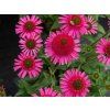 Echinacea purpurová Delicious Candy (2)