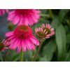 Echinacea purpurová Delicious Candy