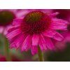 Echinacea purpurová Delicious Candy (9)