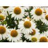 Echinacea purpurová Meditation White (2)