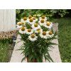 Echinacea purpurová Meditation White (1)