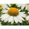Echinacea purpurová Meditation White