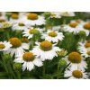 Echinacea purpurová Meditation White (3)