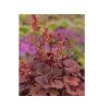 Heuchera Cherry Cola (2)
