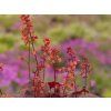 Heuchera Cherry Cola (1)
