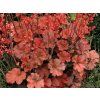 Heuchera Cherry Cola