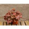 Heuchera Cherry Cola (3)