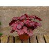 Heuchera Galaxy