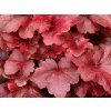 Heuchera Galaxy (1)
