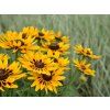 Rudbekia SmileyZ Party (3)